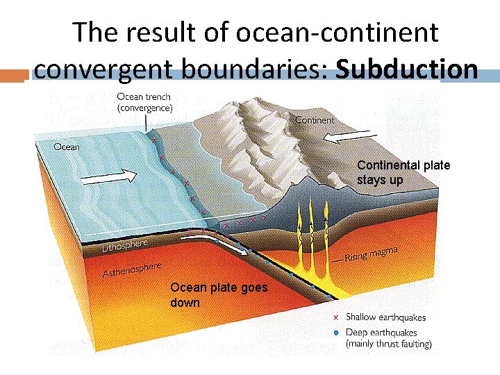 The result of ocean-continent convergent boundaries: Subduction Continental plate stays up Ocean plate goes