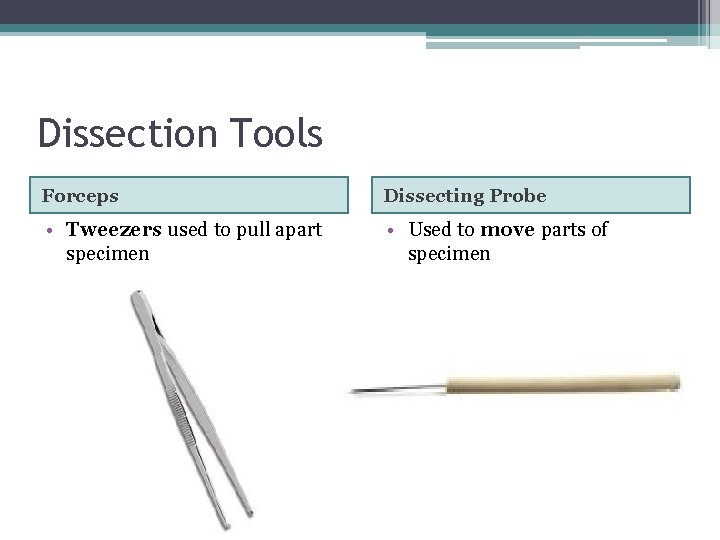 Dissection Tools Forceps Dissecting Probe • Tweezers used to pull apart specimen • Used Dissection Tools Forceps Dissecting Probe • Tweezers used to pull apart specimen • Used