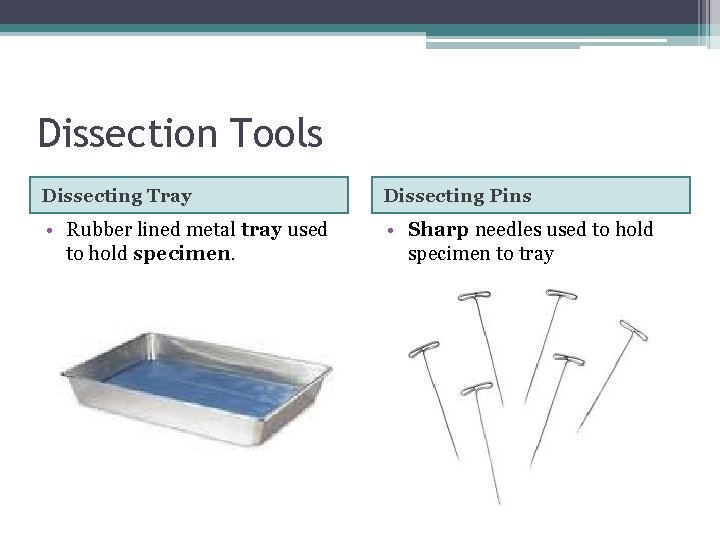 Dissection Tools Dissecting Tray Dissecting Pins • Rubber lined metal tray used to hold Dissection Tools Dissecting Tray Dissecting Pins • Rubber lined metal tray used to hold