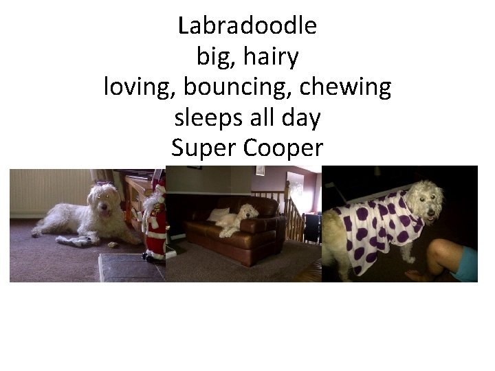 Labradoodle big, hairy loving, bouncing, chewing sleeps all day Super Cooper Click to edit Labradoodle big, hairy loving, bouncing, chewing sleeps all day Super Cooper Click to edit