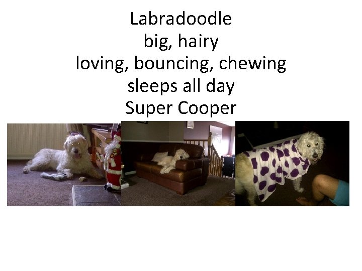 Labradoodle big, hairy loving, bouncing, chewing sleeps all day Super Cooper Click to edit