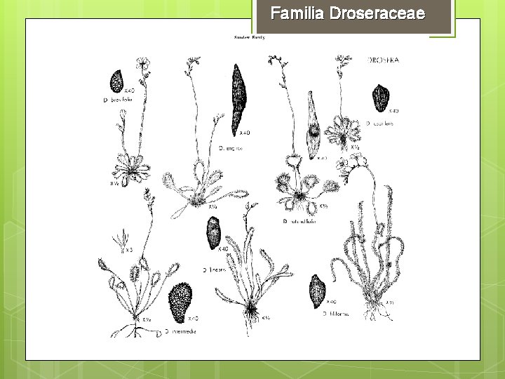 Familia Droseraceae 