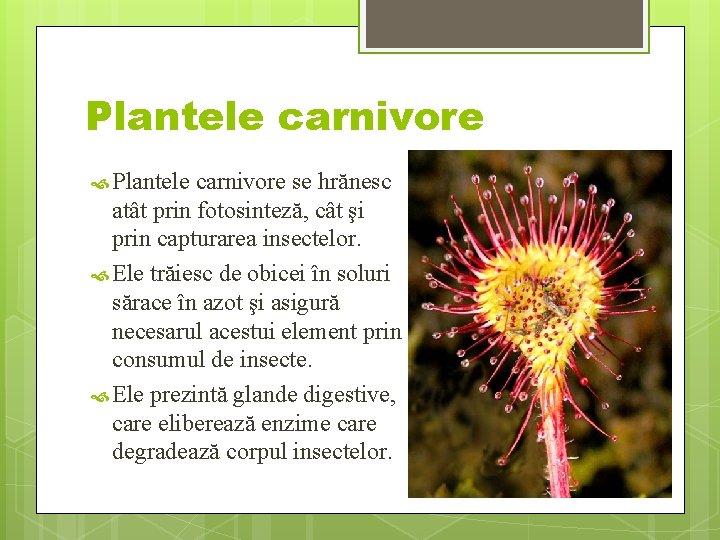 Plantele carnivore se hrănesc atât prin fotosinteză, cât şi prin capturarea insectelor. Ele trăiesc