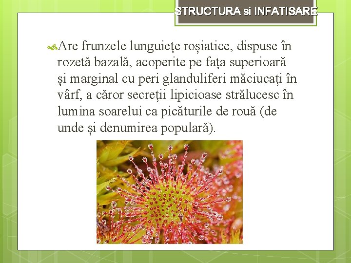 STRUCTURA si INFATISARE Are frunzele lunguiețe roșiatice, dispuse în rozetă bazală, acoperite pe fața
