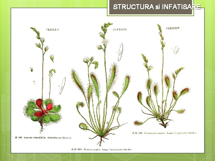 STRUCTURA si INFATISARE 