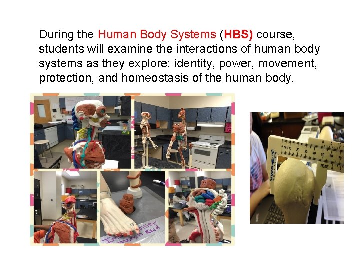 During the Human Body Systems (HBS) course, students will examine the interactions of human