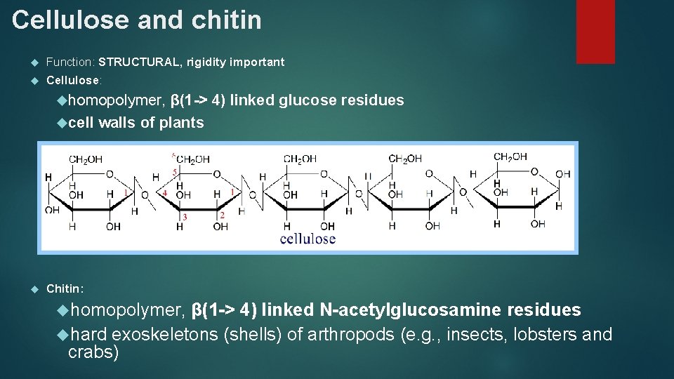 Cellulose and chitin Function: STRUCTURAL, rigidity important Cellulose: homopolymer, β(1 -> 4) linked glucose