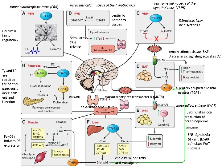 parvalbuminergic neurons (PBN) paraventricular nucleus of the hypothlamus ventromedial nucleus of the hypothalamus (VMH):