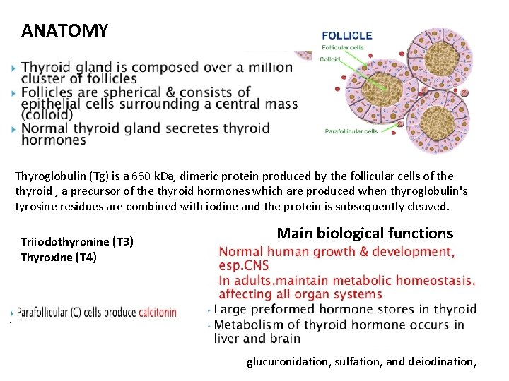ANATOMY Thyroglobulin (Tg) is a 660 k. Da, dimeric protein produced by the follicular