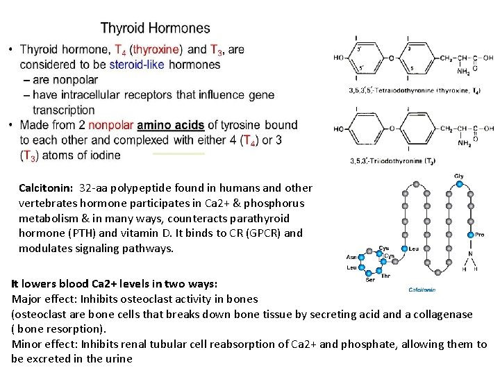 Calcitonin: 32 -aa polypeptide found in humans and other vertebrates hormone participates in Ca