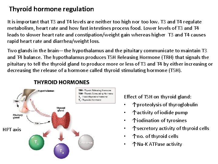 Thyroid hormone regulation It is important that T 3 and T 4 levels are