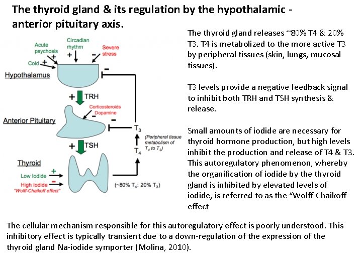 The thyroid gland & its regulation by the hypothalamic anterior pituitary axis. The thyroid
