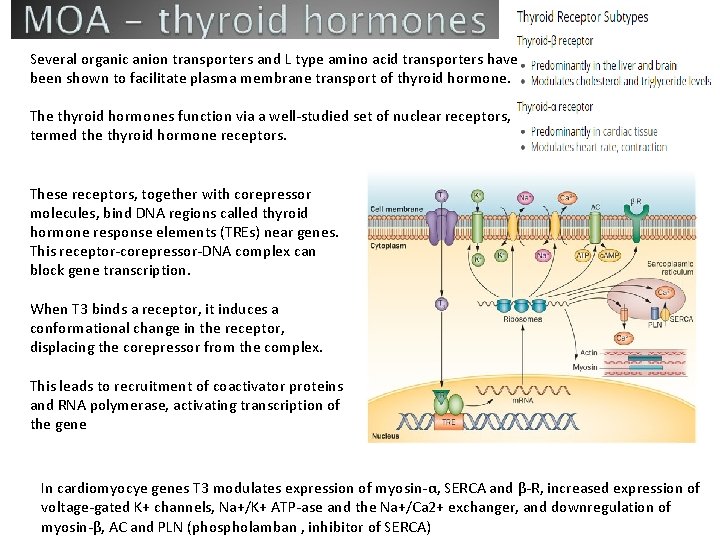 Several organic anion transporters and L type amino acid transporters have been shown to