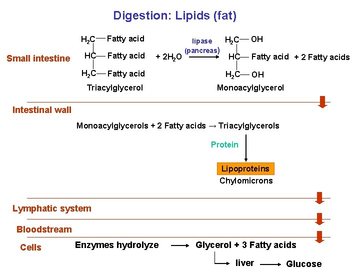 Digestion: Lipids (fat) Small intestine H 2 C Fatty acid + 2 H 2