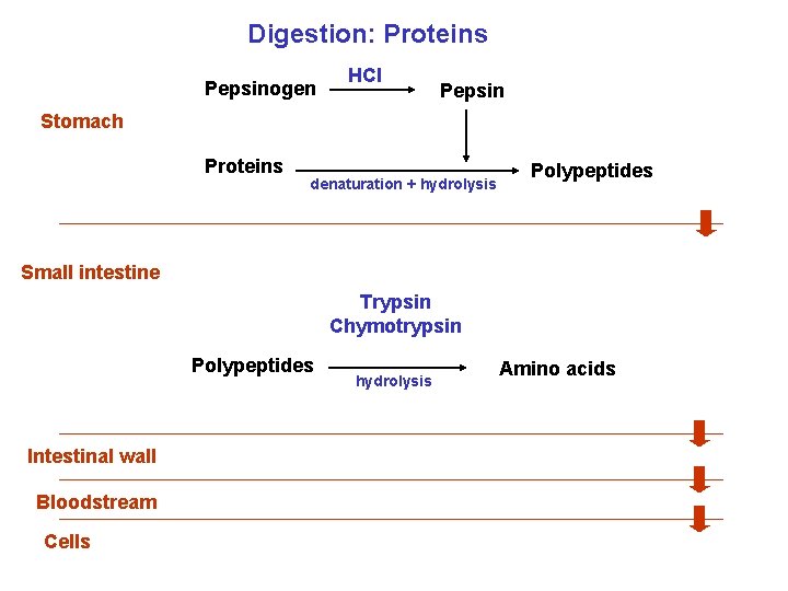 Digestion: Proteins Pepsinogen HCl Pepsin Stomach Proteins denaturation + hydrolysis Polypeptides Small intestine Trypsin