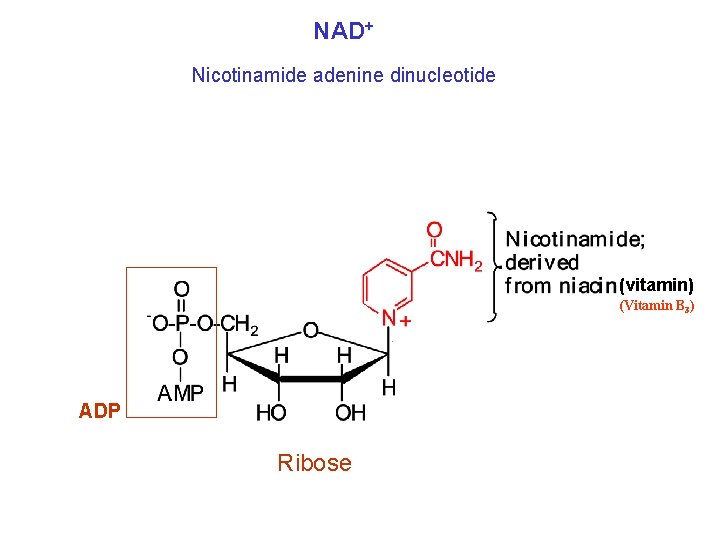 NAD+ Nicotinamide adenine dinucleotide (vitamin) (Vitamin B 3) ADP Ribose 