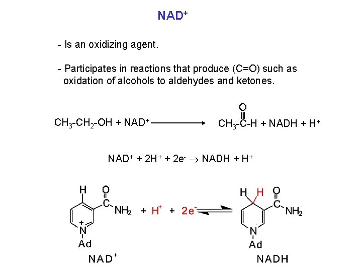 NAD+ - Is an oxidizing agent. - Participates in reactions that produce (C=O) such