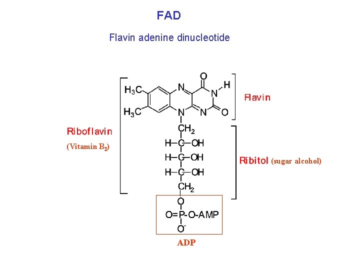 FAD Flavin adenine dinucleotide (Vitamin B 2) (sugar alcohol) ADP 