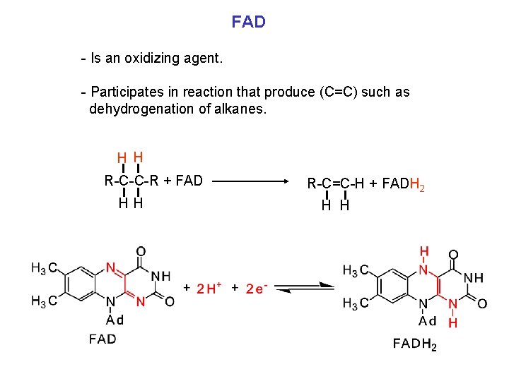 FAD - Is an oxidizing agent. - Participates in reaction that produce (C=C) such