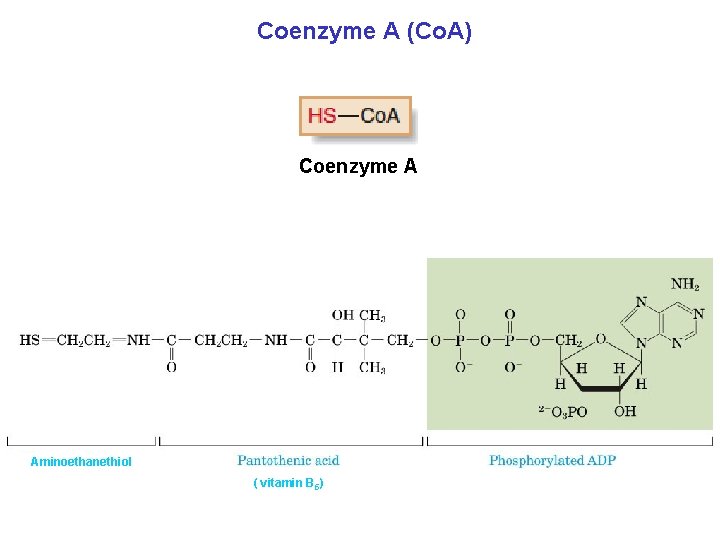 Coenzyme A (Co. A) Coenzyme A Aminoethanethiol ( vitamin B 5) 