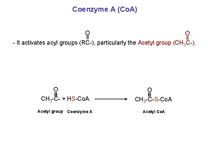 Coenzyme A (Co. A) O O - It activates acyl groups (RC-), particularly the