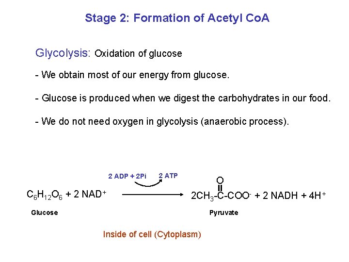 Stage 2: Formation of Acetyl Co. A Glycolysis: Oxidation of glucose - We obtain