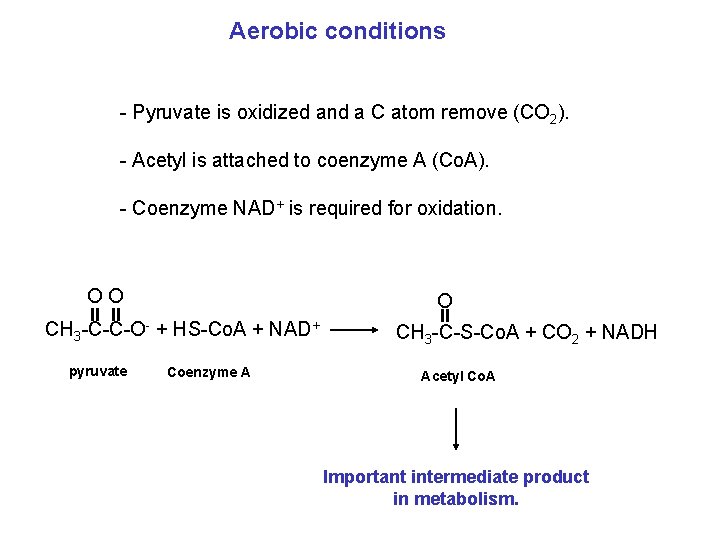 Aerobic conditions - Pyruvate is oxidized and a C atom remove (CO 2). -