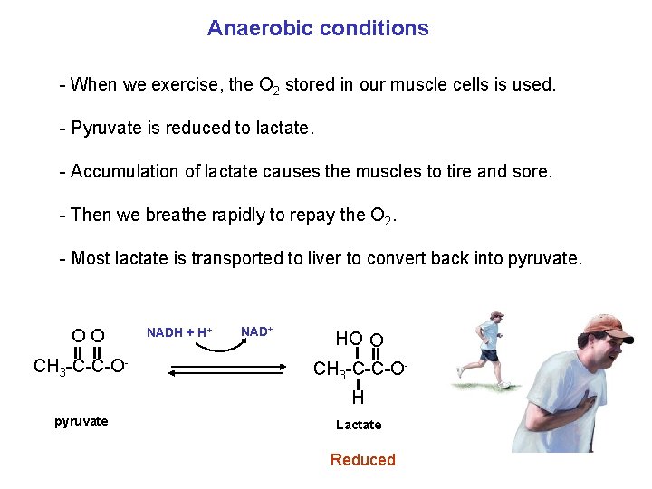 Anaerobic conditions - When we exercise, the O 2 stored in our muscle cells