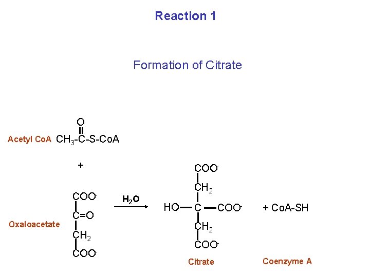 Reaction 1 Formation of Citrate O Acetyl Co. A CH 3 -C-S-Co. A +