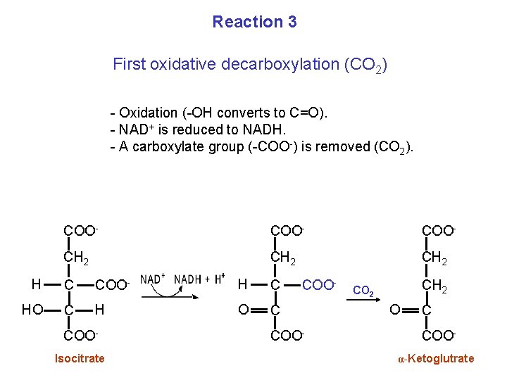 Reaction 3 First oxidative decarboxylation (CO 2) - Oxidation (-OH converts to C=O). -