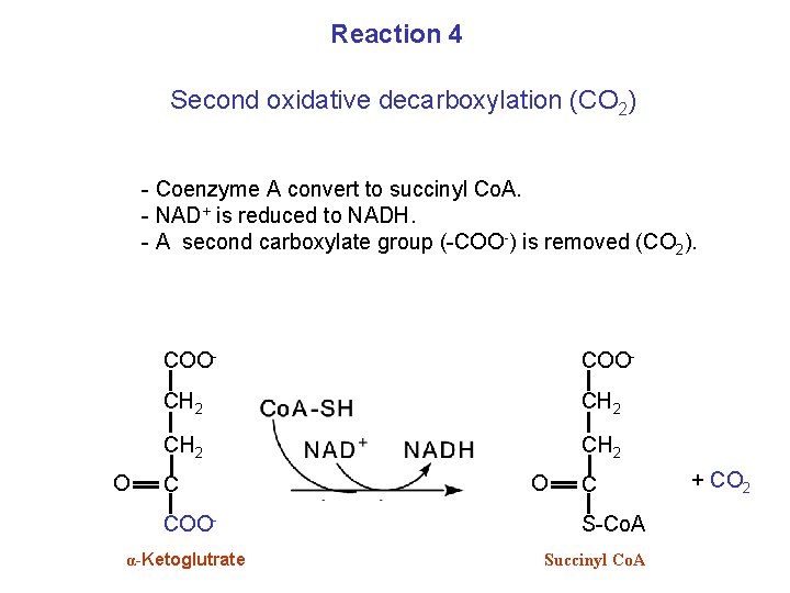Reaction 4 Second oxidative decarboxylation (CO 2) - Coenzyme A convert to succinyl Co.