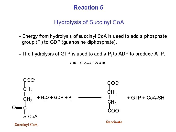 Reaction 5 Hydrolysis of Succinyl Co. A - Energy from hydrolysis of succinyl Co.