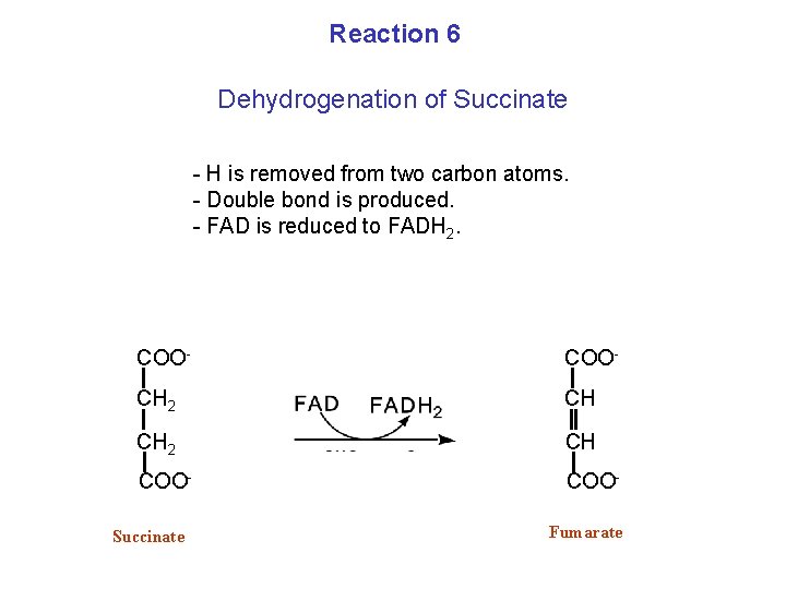 Reaction 6 Dehydrogenation of Succinate - H is removed from two carbon atoms. -
