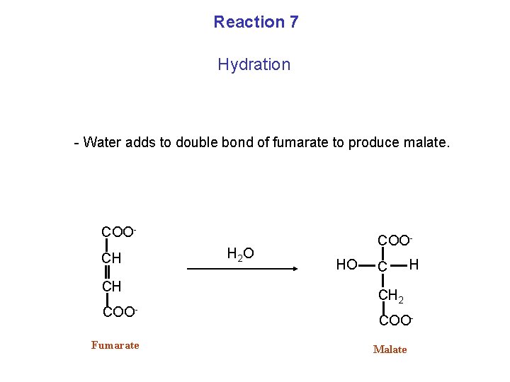 Reaction 7 Hydration - Water adds to double bond of fumarate to produce malate.