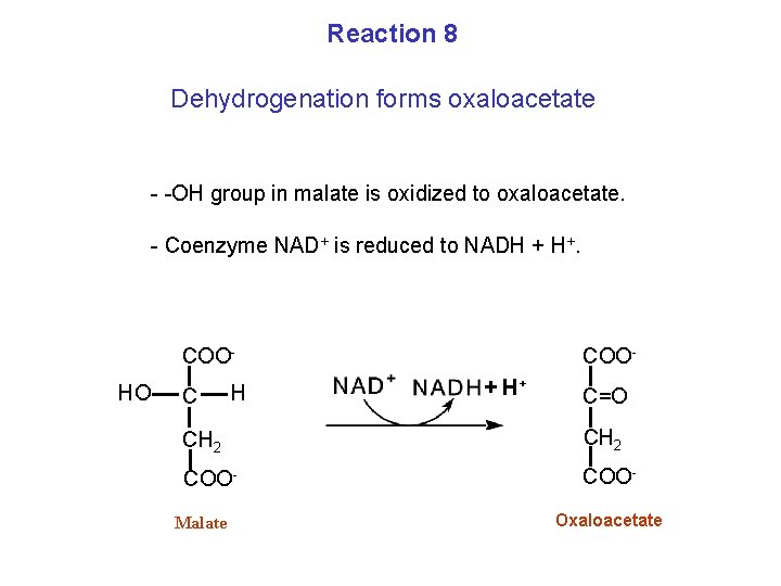 Reaction 8 Dehydrogenation forms oxaloacetate - -OH group in malate is oxidized to oxaloacetate.