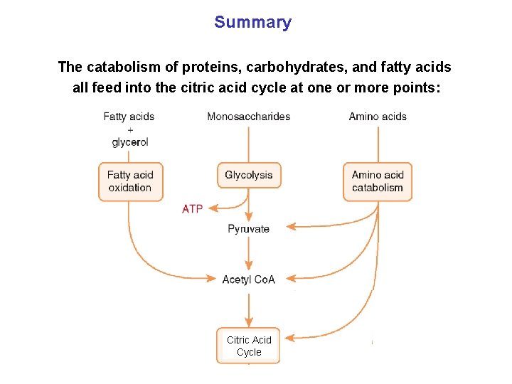Summary The catabolism of proteins, carbohydrates, and fatty acids all feed into the citric