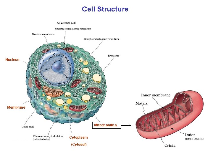 Cell Structure Nucleus Membrane Mitochondria Cytoplasm (Cytosol) 