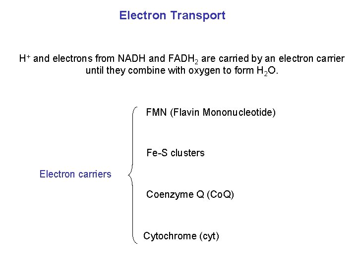 Electron Transport H+ and electrons from NADH and FADH 2 are carried by an