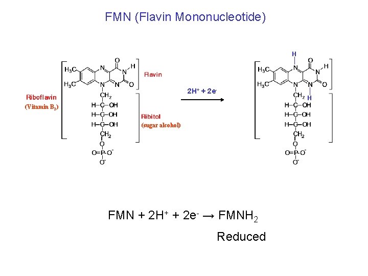 FMN (Flavin Mononucleotide) H 2 H+ + 2 e- H (Vitamin B 2) (sugar