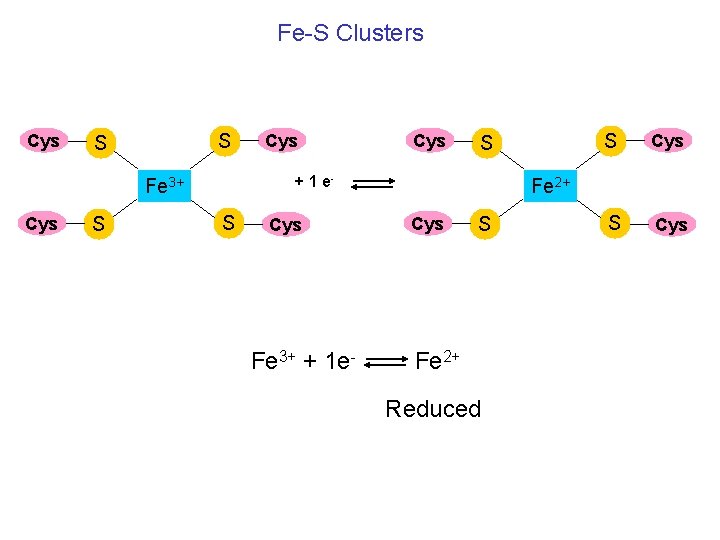 Fe-S Clusters Cys S S S Cys S + 1 e- Fe 3+ Cys