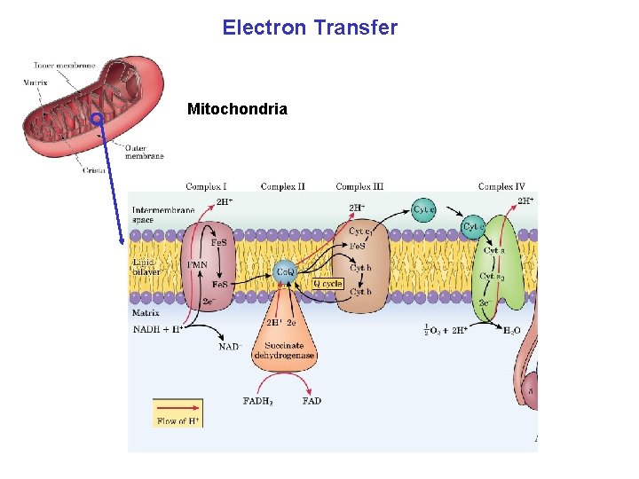 Electron Transfer Mitochondria 