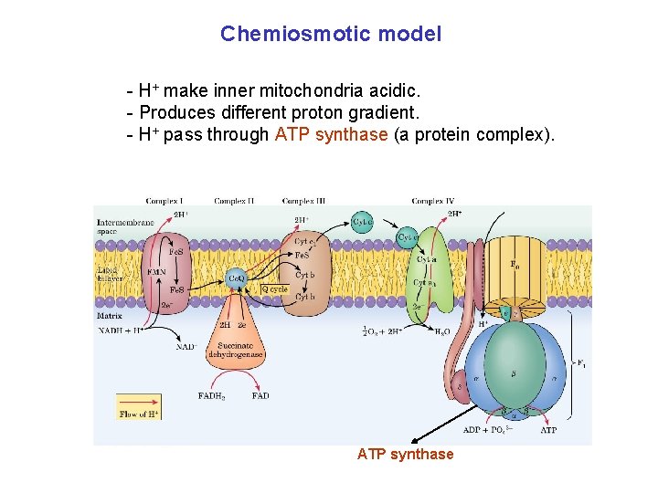 Chemiosmotic model - H+ make inner mitochondria acidic. - Produces different proton gradient. -