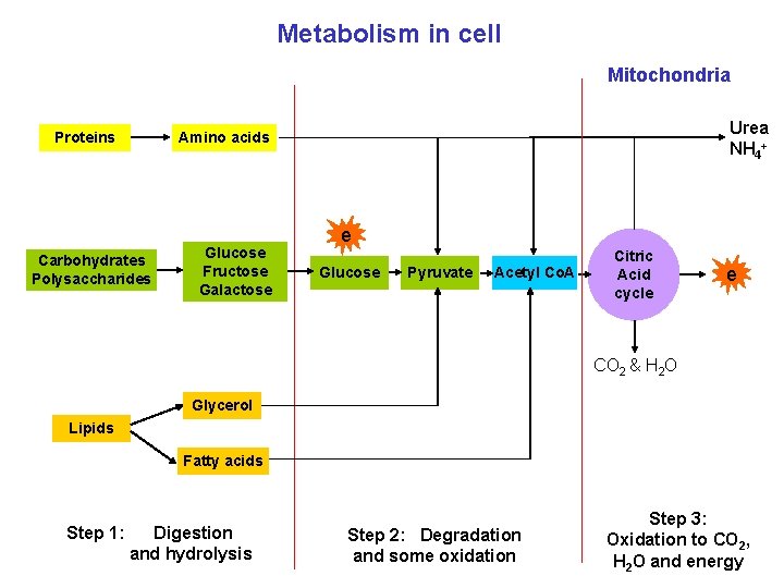Metabolism in cell Mitochondria Proteins Urea NH 4+ Amino acids Carbohydrates Polysaccharides Glucose Fructose