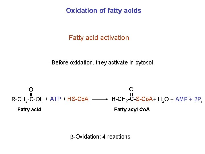 Oxidation of fatty acids Fatty acid activation - Before oxidation, they activate in cytosol.
