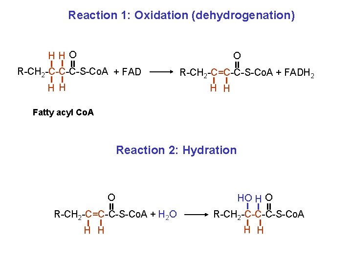 Reaction 1: Oxidation (dehydrogenation) HHO O R-CH 2 -C-C-C-S-Co. A + FAD H H