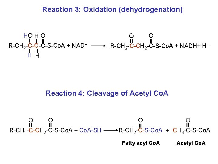 Reaction 3: Oxidation (dehydrogenation) HO H O O R-CH 2 -C-C-C-S-Co. A + NAD+