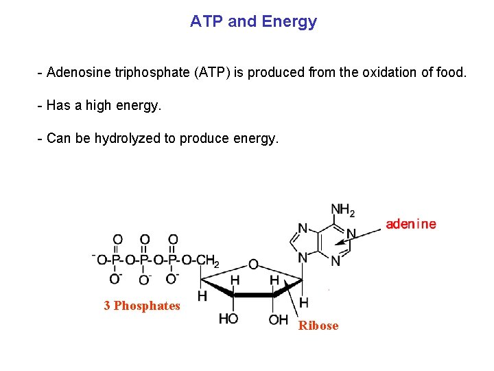 ATP and Energy - Adenosine triphosphate (ATP) is produced from the oxidation of food.