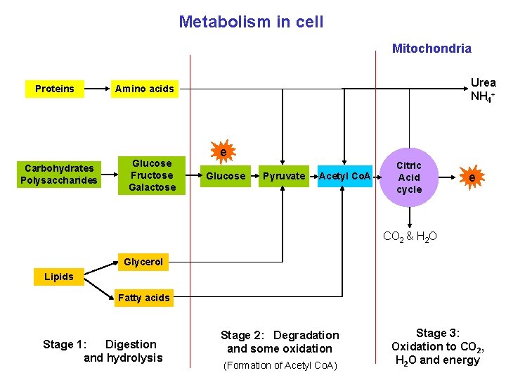 Metabolism in cell Mitochondria Proteins Carbohydrates Polysaccharides Urea NH 4+ Amino acids Glucose Fructose