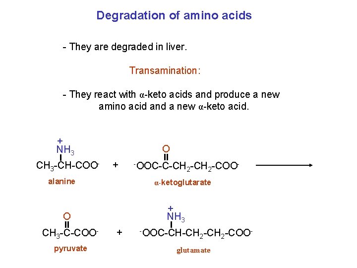 Degradation of amino acids - They are degraded in liver. Transamination: - They react