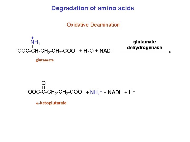 Degradation of amino acids Oxidative Deamination + NH 3 -OOC-CH-CH 2 -COO - +